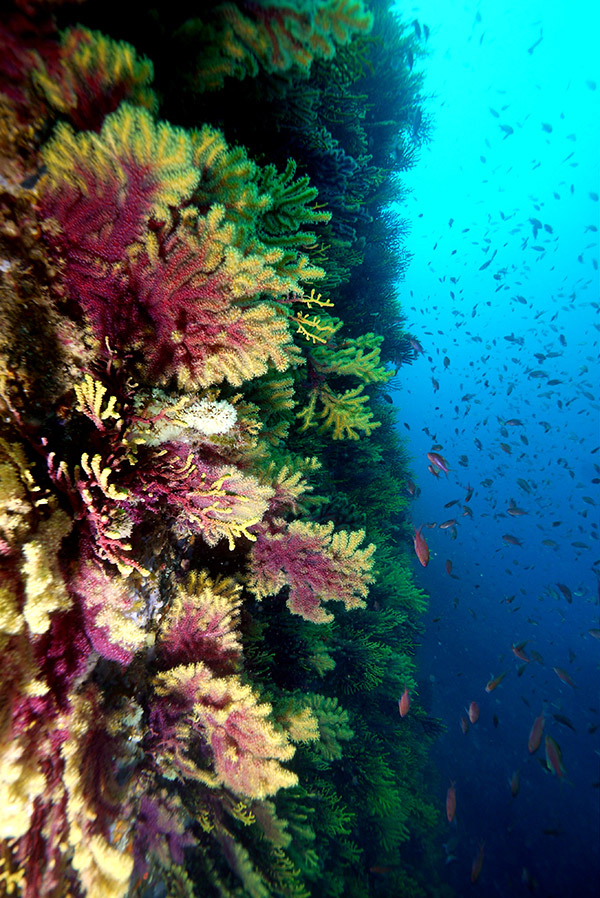 gorgonies Coral