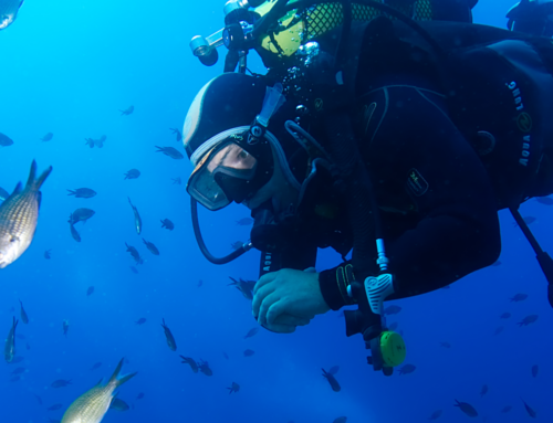 Advanced Adventurer vs Advanced Open Water: ¿Qué curso avanzado de buceo elegir?